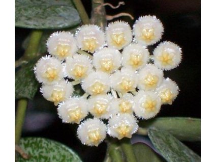 Hoya lacunosa 'Eskimo'