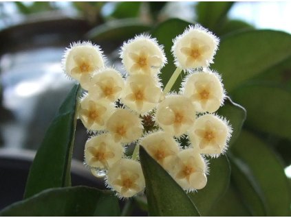 Hoya lacunosa
