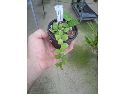 Hoya lacunosa 'Malay'