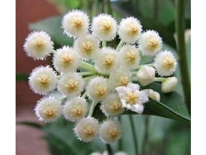 Hoya lacunosa 'long leaf'