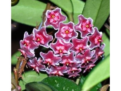Hoya pubicalyx  cv. Silver Pink (VR)