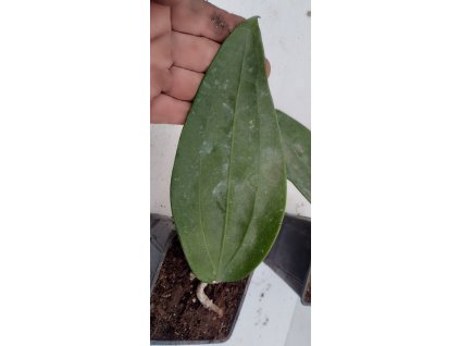 Hoya rigida 'long leaf' (ZR)