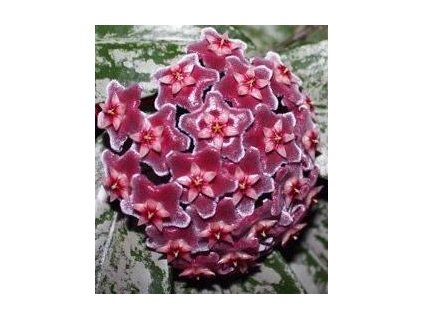 Hoya pubicalyx 'splash' (ZR)