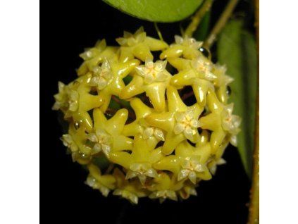 Hoya pentaphlebia