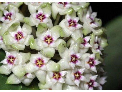 Hoya parasitica 'heart leaf'