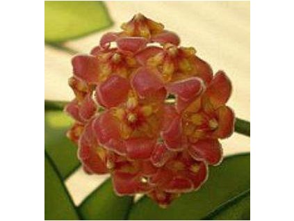 Hoya davidcummingii (ZR)