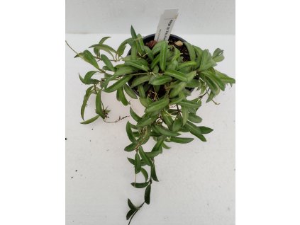 Hoya sp. Way Kambas (ST)