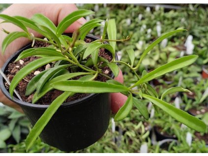 Hoya sp. Way Kambas