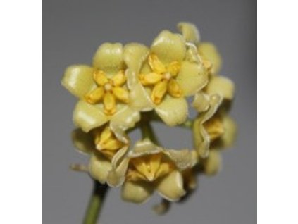 davidcumingii yellow