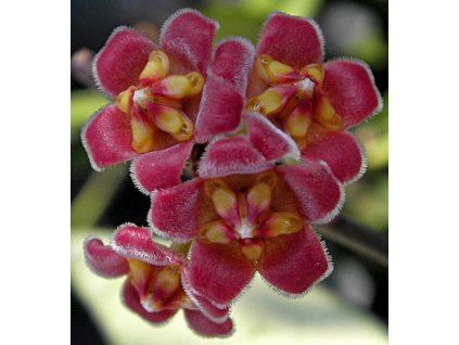 Hoya gracilis memoria (ST)