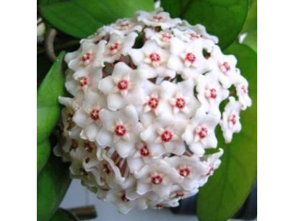 Hoya fungii