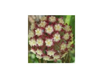 Hoya finlaysonii (VR)