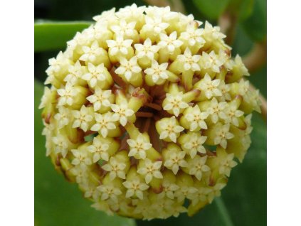 Hoya macgregori (VR)