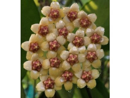 Hoya bicknellii (VR)
