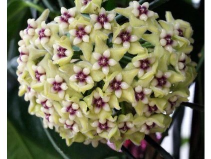 Hoya coriacea aff. (ZR)