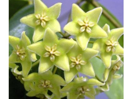 Hoya chlorantha