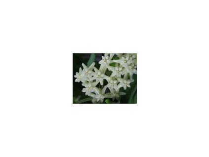 Hoya cagayanensis