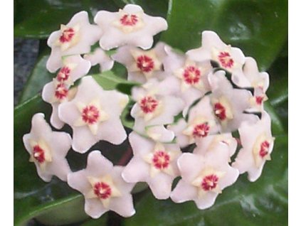 Hoya carnosa 'Snowball' (trs XXL)
