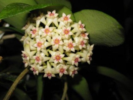 Hoya limoniaca