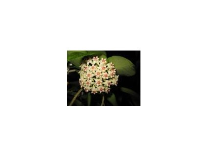 Hoya limoniaca