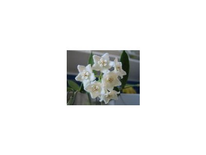 Hoya stoneana