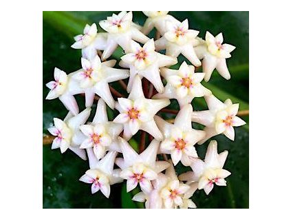 Hoya arnottiana (VR)