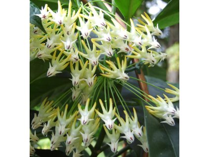 Hoya multiflora 'white flower' (VR)