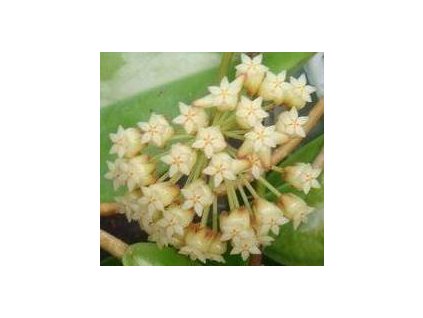 Hoya incrassata (VR)