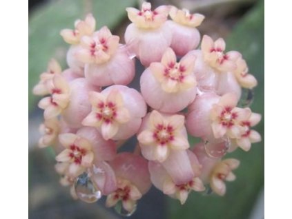 Hoya scortechini 'pink flower' (VT)