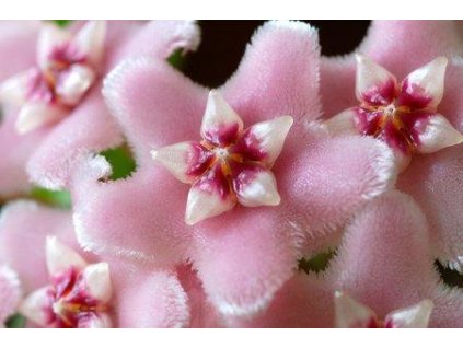 Hoya cv. Minibelle (ZR)