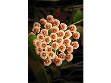 Hoya walliniana (UT 152) (ST)