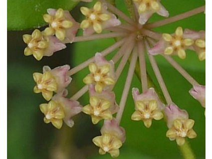 Hoya myrmecopa (VR)