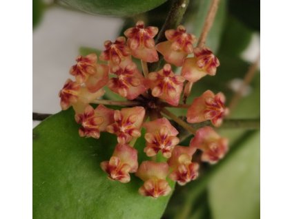 Hoya myrmecopa GPS-8840
