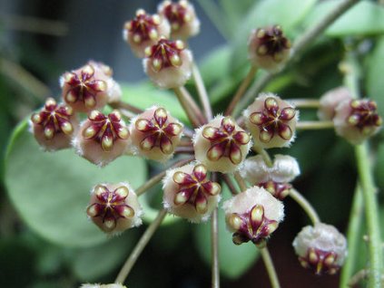 Hoya brevialata (ST)
