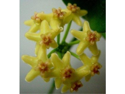 Hoya biakensis (VR)