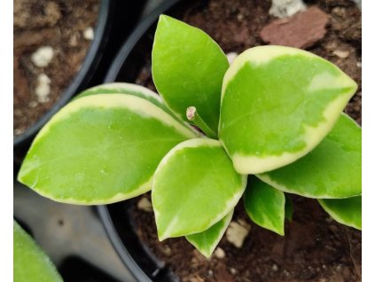 Hoya heuschkeliana 'albomarginata'