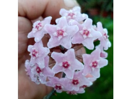 Hoya wightii