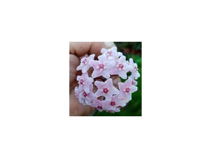 Hoya wightii