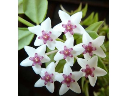 Hoya lanceolata ssp. bella