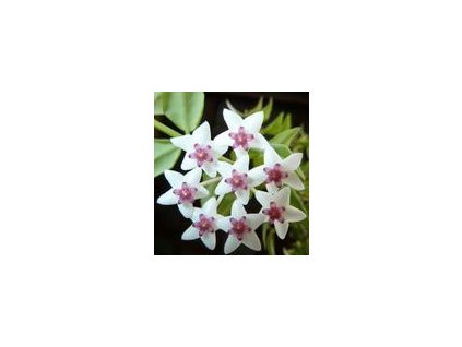 Hoya lanceolata ssp. bella