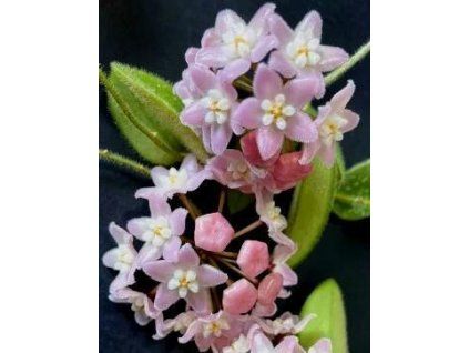 Hoya aff. thompsonii 'pink'