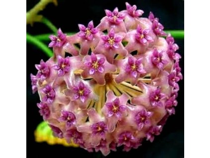 Hoya camphorifolia (VR)