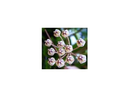 Hoya micrantha