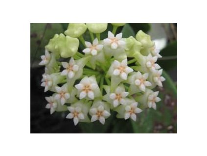 Hoya pottsii 'splash'