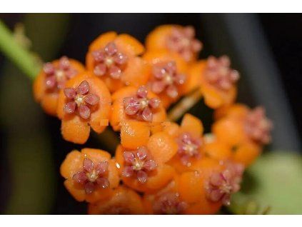Hoya endauensis (VR)