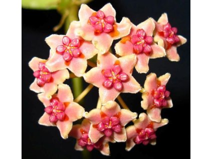 Hoya diversifolia