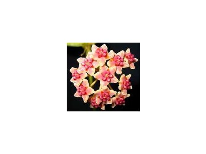 Hoya diversifolia