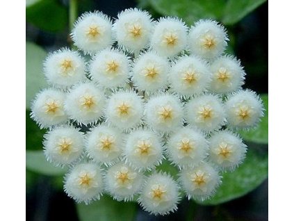 Hoya lacunosa cv. 'Louisa Silver' (ST)