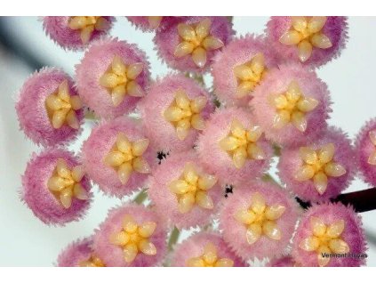 Hoya cv. 'Rebecca' (VR)