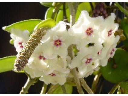 Hoya cv. 'Mathildae' (VR)